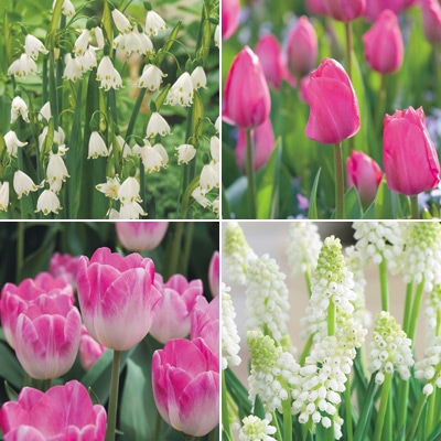 チューリップ mix & match ストロベリー｜種（タネ）,球根,苗,資材