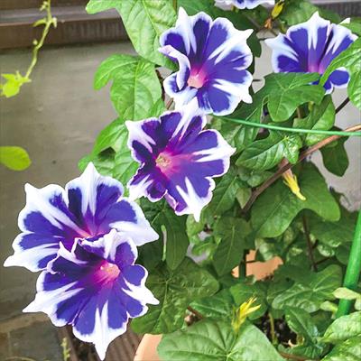 西洋アサガオ スノーフレーク｜種（タネ）,球根,苗,資材,ガーデニング