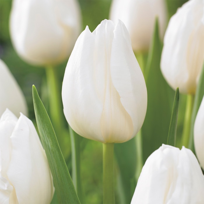 チューリップ mix & match チェリー｜種（タネ）,球根,苗,資材