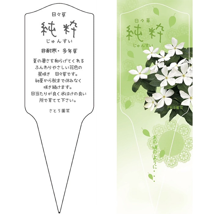 ニチニチソウ 純粋｜種（タネ）,球根,苗,資材,ガーデニンググッズの