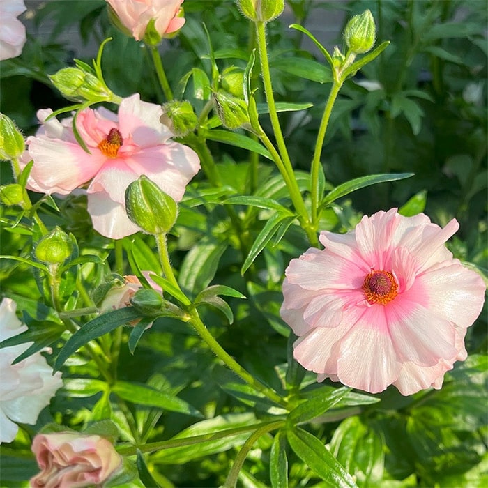 ラナンキュラス ラックス ルージュセット｜種（タネ）,球根,苗,資材