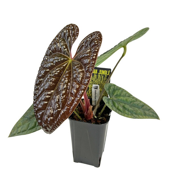 楽天市場】アンスリウム ルクスリアンス 3.5号 アーバンジャングル