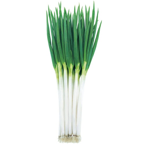 楽天市場】時宗 コート2L5000粒 葱 ネギ ねぎ【武蔵野種苗 種 たね