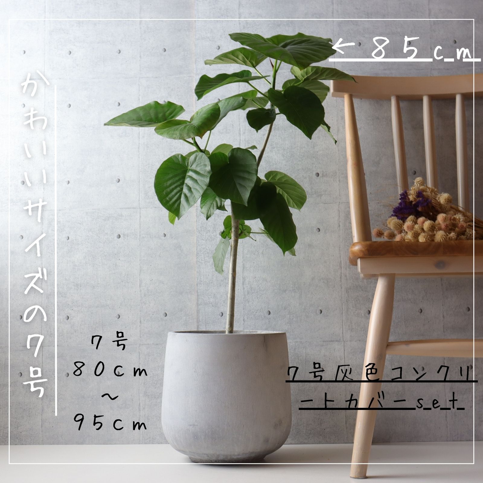 フィカス ウンベラータ 曲がり 螺旋 仕立て 8号 ゴムの木 お祝い