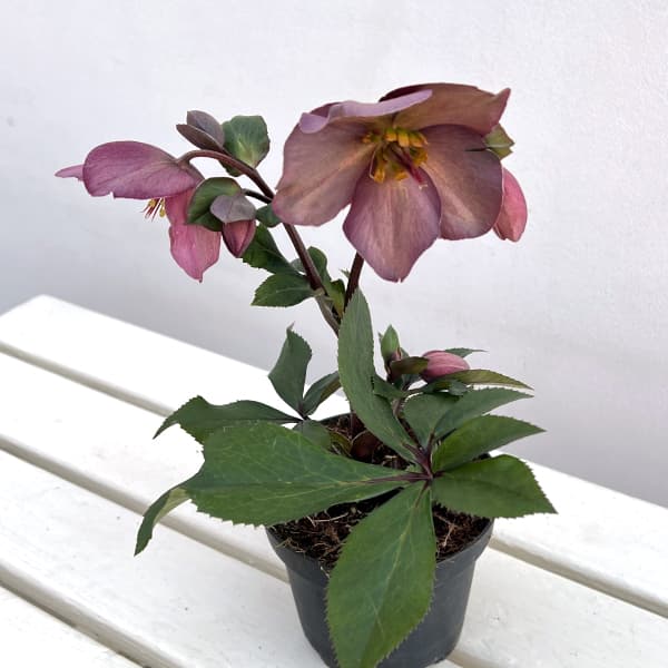 園芸ネット - クリスマスローズ開花株｜Yahoo!ショッピング