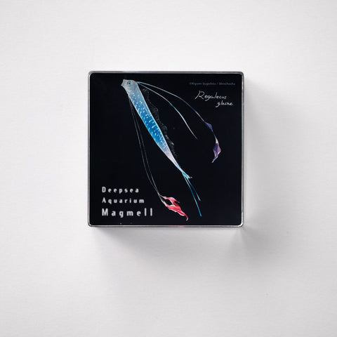 マグメル深海水族館』深海幼魚アクリルブロック（リュウグウノツカイ