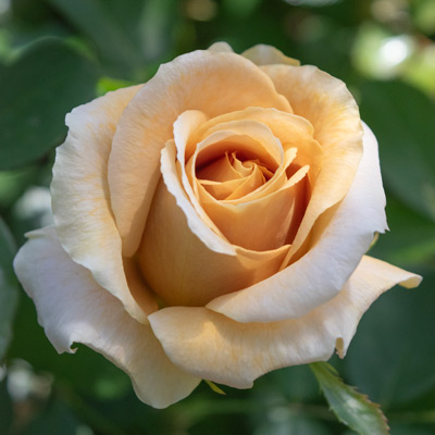 黄色 | 篠宮バラ園