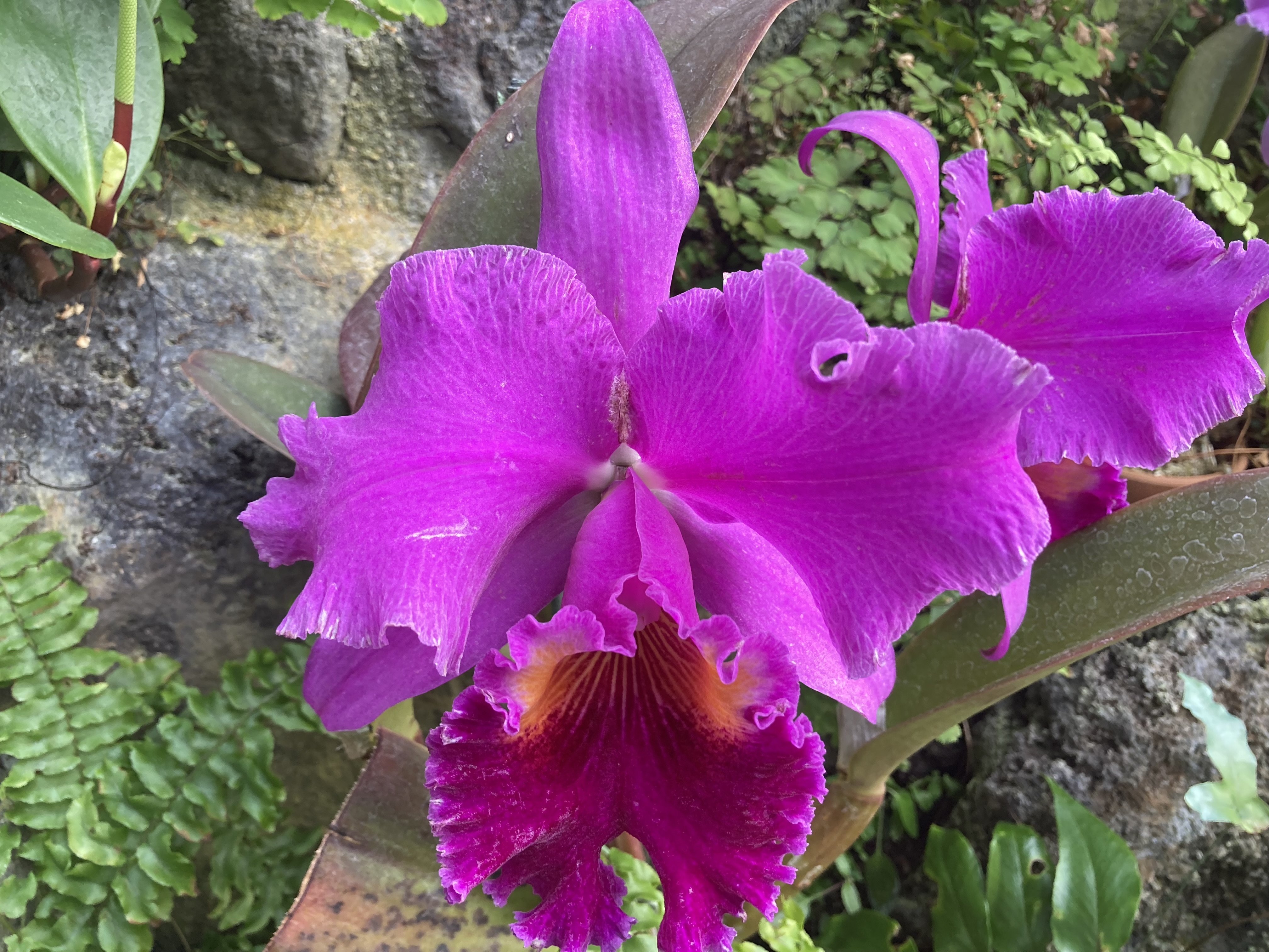 カトレア（カトレヤ）の育て方