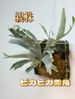 2026年最新】willinckii spurの人気アイテム - メルカリ