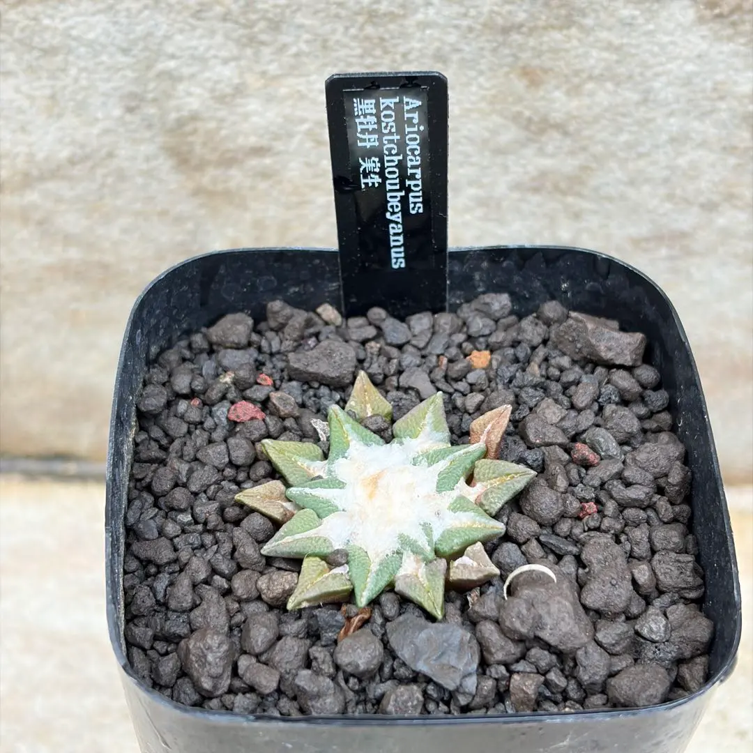 2026年最新】サボテン 黒牡丹の人気アイテム - メルカリ