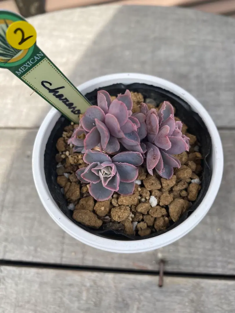 2026年最新】チャザロイの人気アイテム - メルカリ