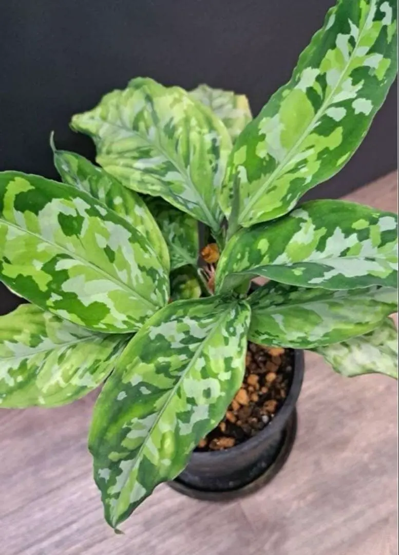 2026年最新】アンダマン アグラオネマの人気アイテム - メルカリ