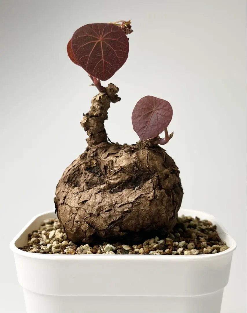 2026年最新】ステファニア カウィーサキーの人気アイテム - メルカリ