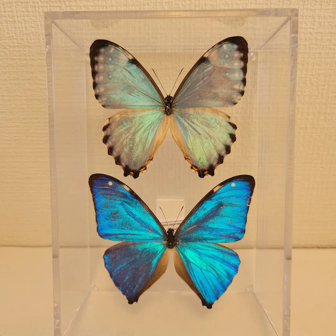 2026年最新】ポルティスモルフォの人気アイテム - メルカリ