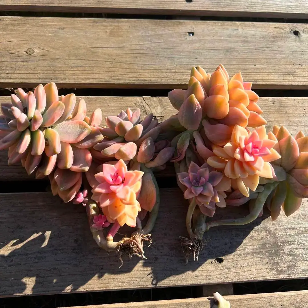 2026年最新】淡雪錦の人気アイテム - メルカリ