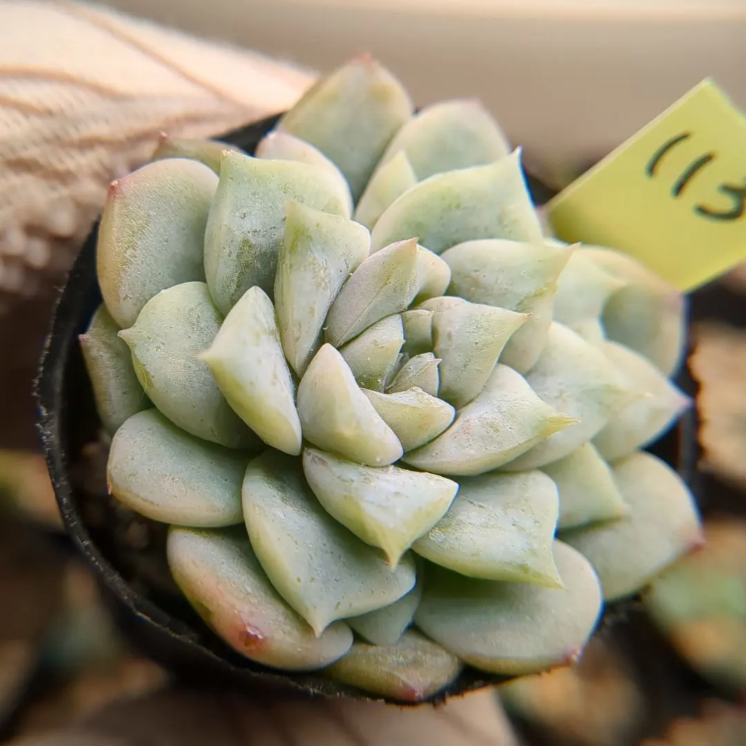 2026年最新】simijimiさん苗の人気アイテム - メルカリ