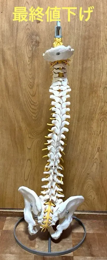 2026年最新】骨格模型 ドイツ製の人気アイテム - メルカリ