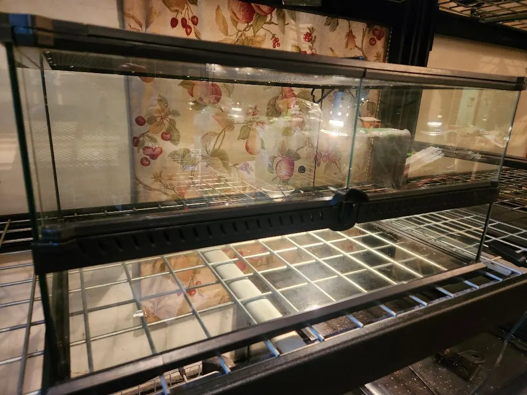 2026年最新】レインフォレストタンクの人気アイテム - メルカリ