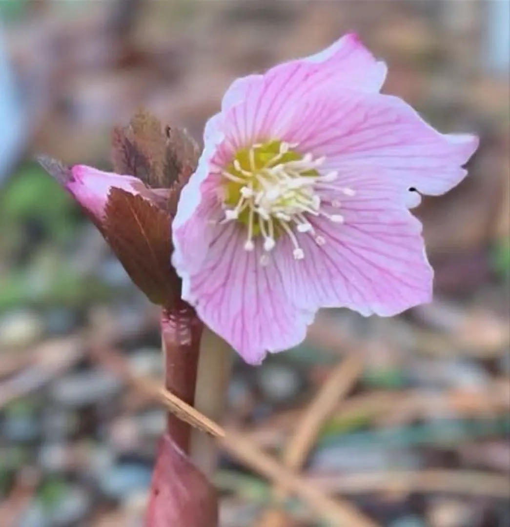 2026年最新】チベタヌス 苗の人気アイテム - メルカリ