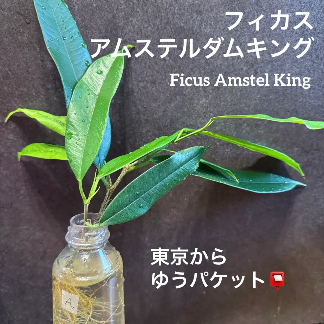 2026年最新】アムステルダムキングの人気アイテム - メルカリ