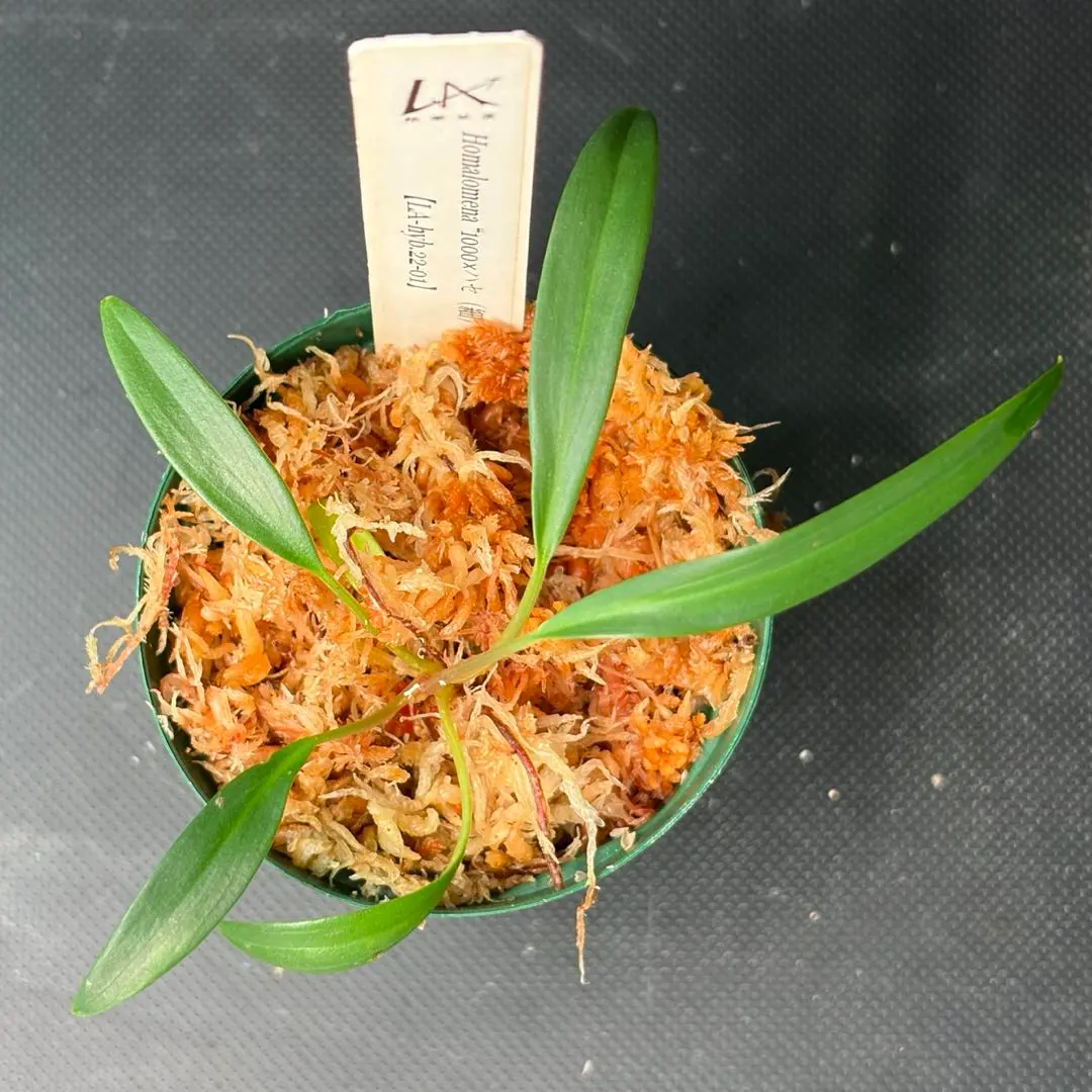 2026年最新】ホマロメナ 正規タグの人気アイテム - メルカリ