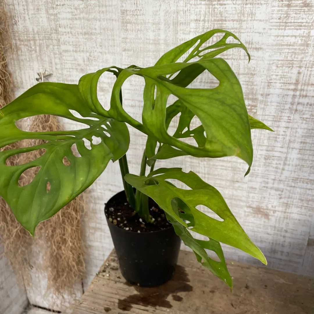 2026年最新】モンステラ エスケレートの人気アイテム - メルカリ