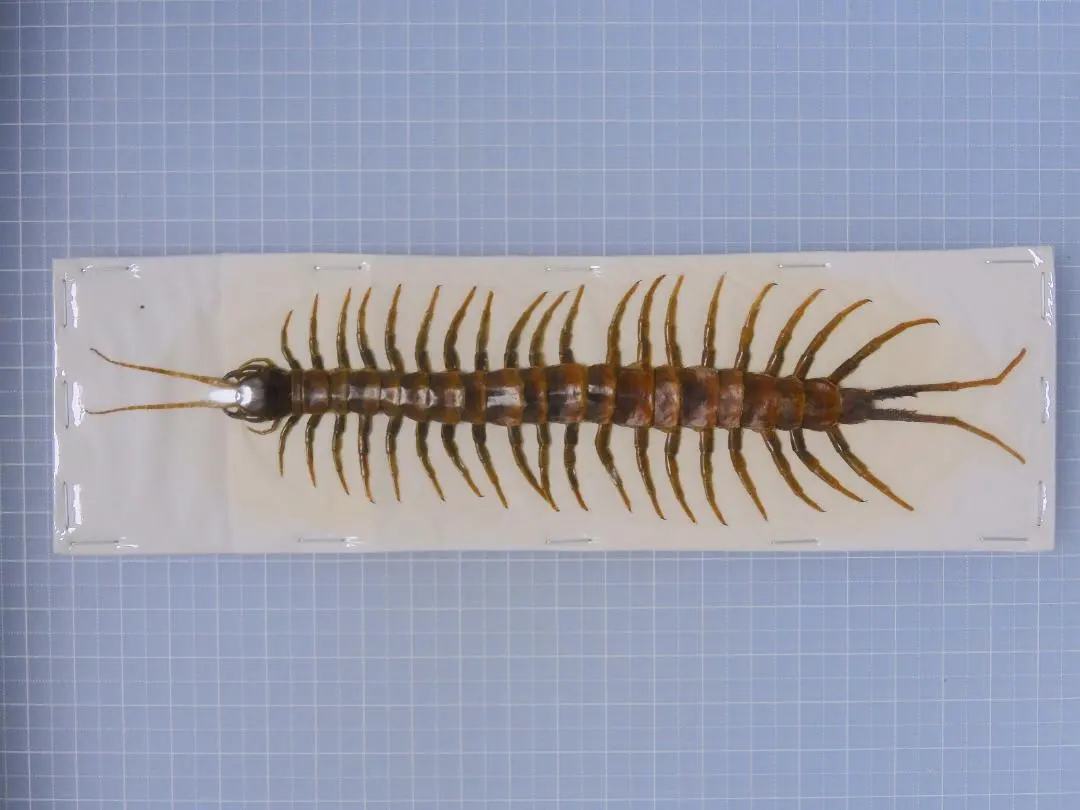 2026年最新】ムカデ 標本の人気アイテム - メルカリ