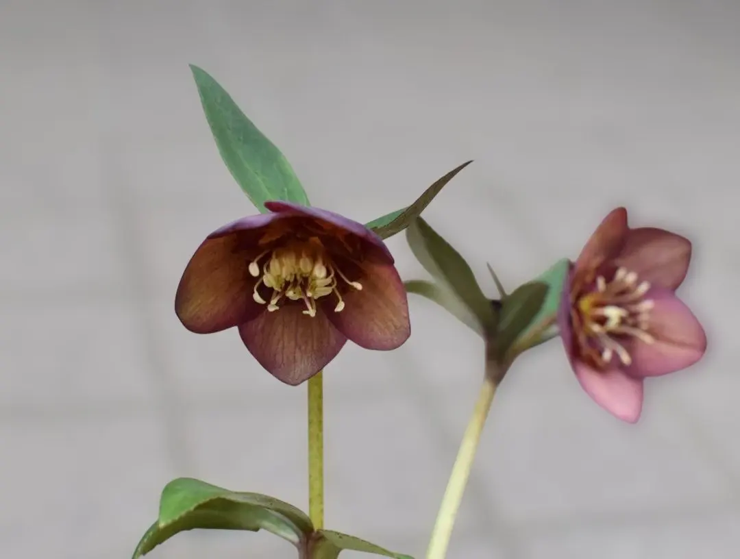 2026年最新】ミスティーク クリスマスローズの人気アイテム - メルカリ