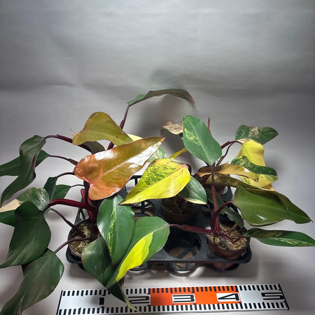 2026年最新】フィロデンドロン ストロベリーシェイクの人気アイテム