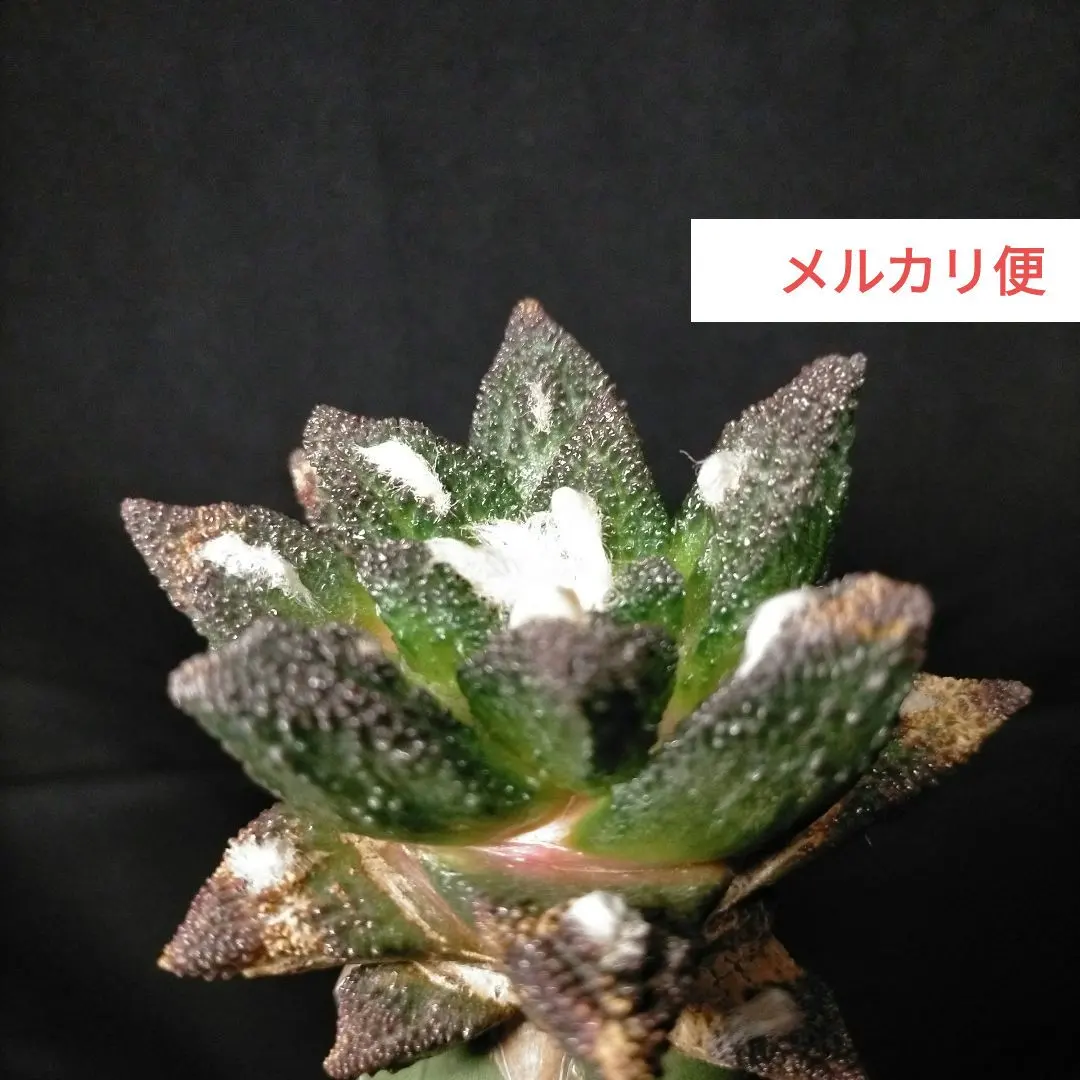 2026年最新】サボテン 黒牡丹の人気アイテム - メルカリ