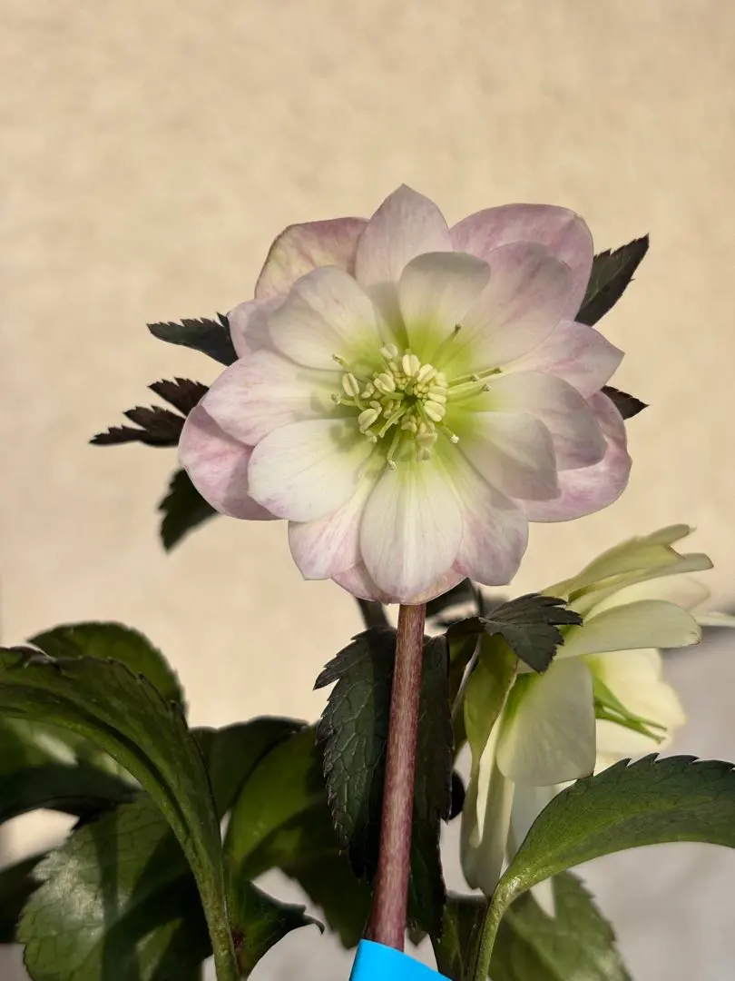 2026年最新】大木ナーサリー クリスマスローズの人気アイテム - メルカリ