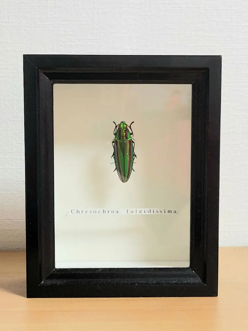 2026年最新】標本 昆虫 タマムシの人気アイテム - メルカリ