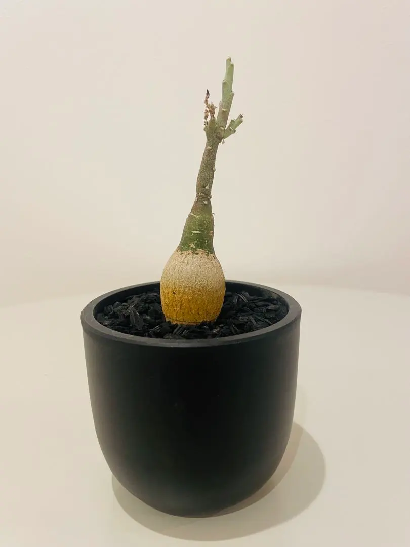 2026年最新】アデニア ペチュエリーの人気アイテム - メルカリ