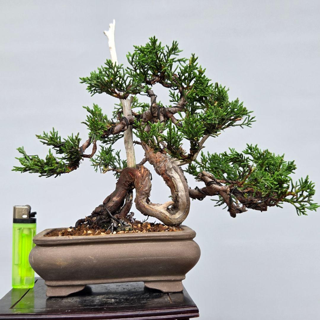 真柏 [捻幹模様木] 貴風盆栽 - メルカリ