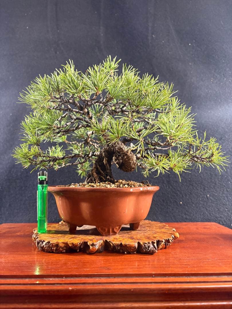 貴風盆栽、赤石五葉松、根上がり、模様木 目立った傷や汚れなし