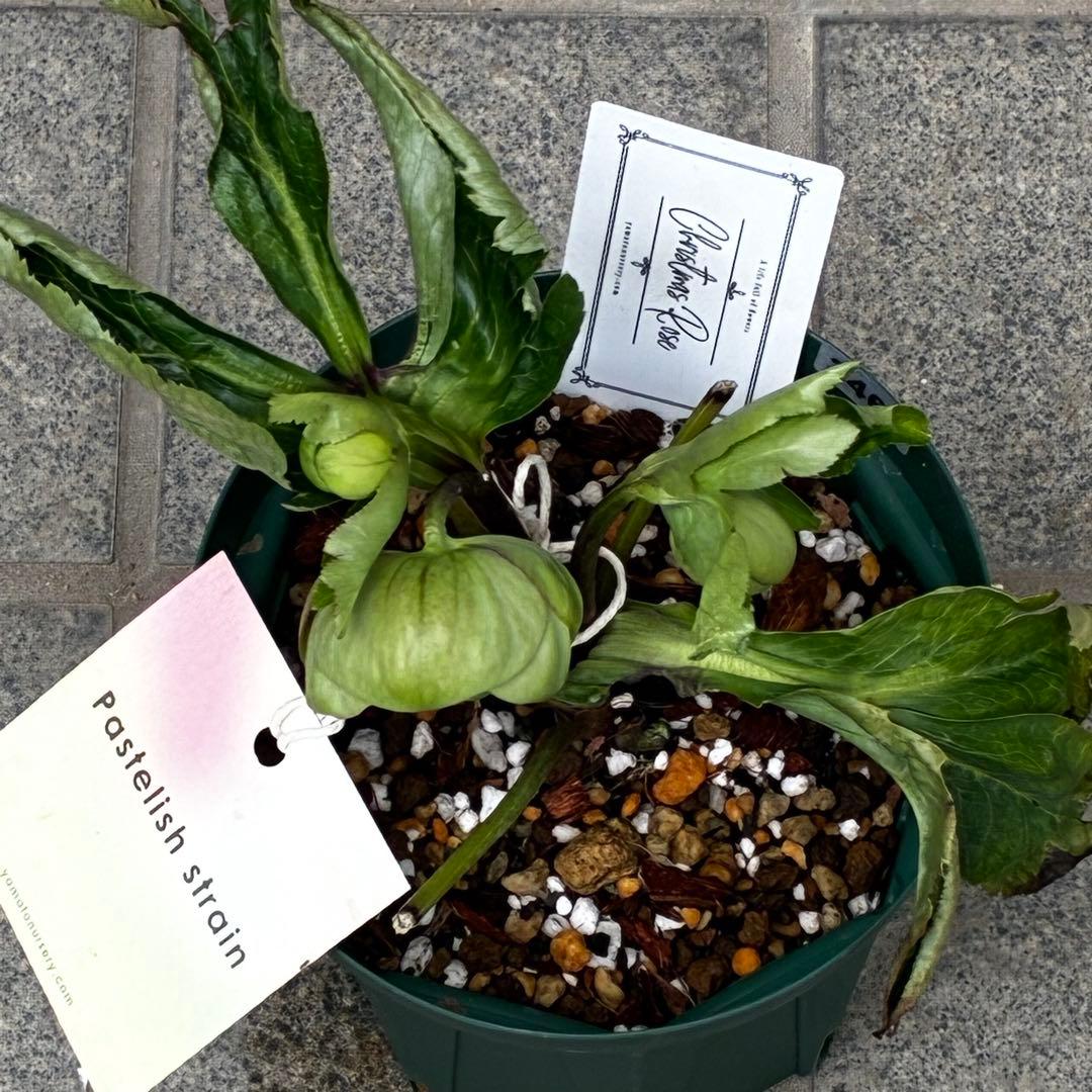 き*ん様 3465 ☘️極上☘️花、タグ付☘️抹茶パステ⭐️コロコロ手毬咲き⭐️