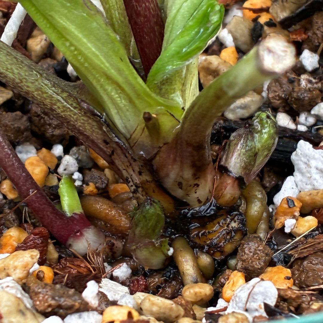 き*ん様 3465 ☘️極上☘️花、タグ付☘️抹茶パステ⭐️コロコロ手毬咲き⭐️