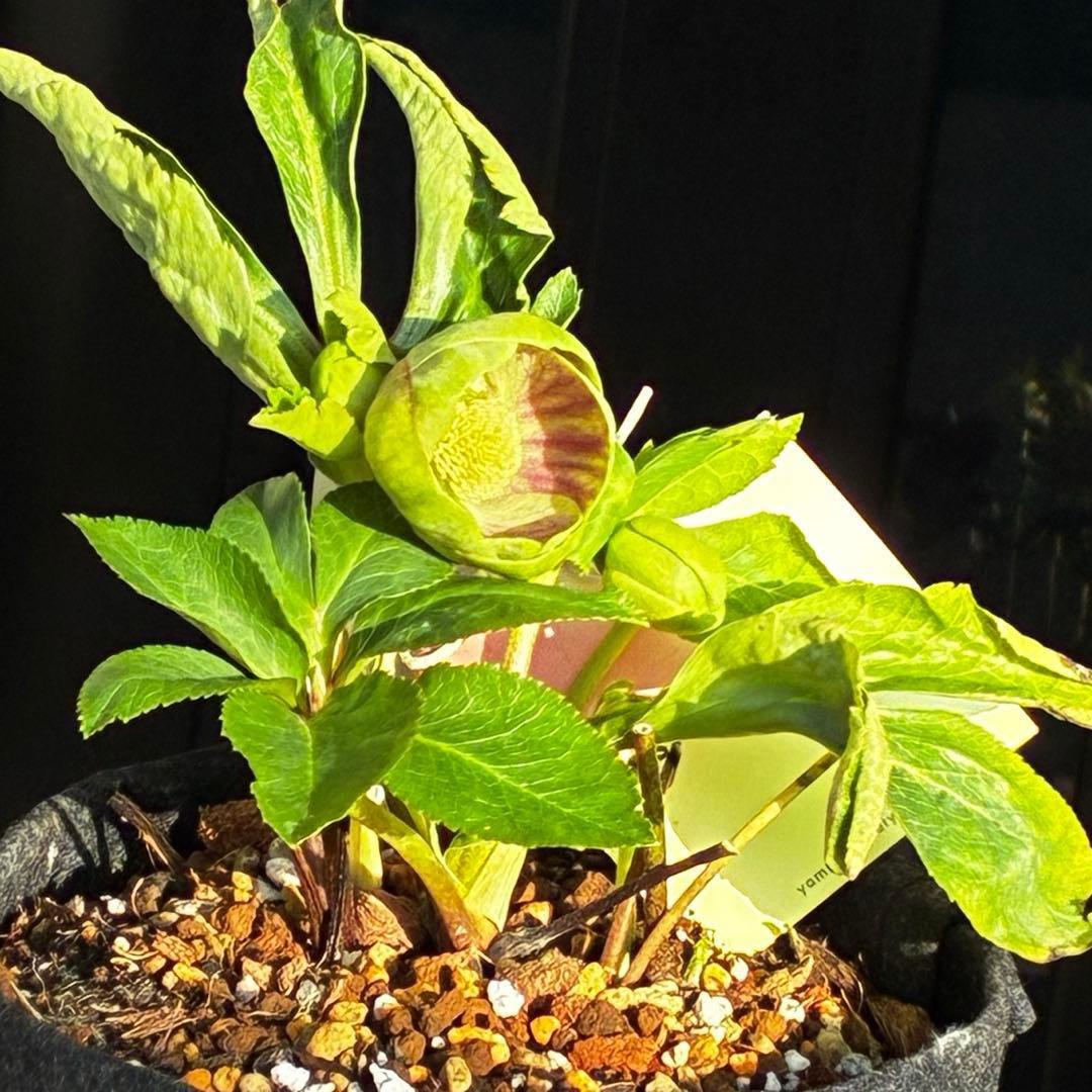 き*ん様 3465 ☘️極上☘️花、タグ付☘️抹茶パステ⭐️コロコロ手毬咲き⭐️