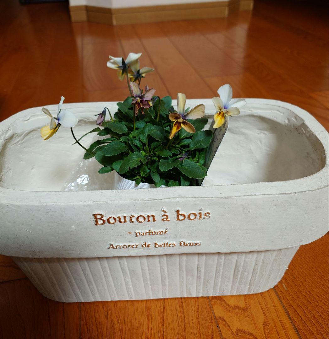 寄せ植え花 すみれ図鑑 HARU様専用ページ