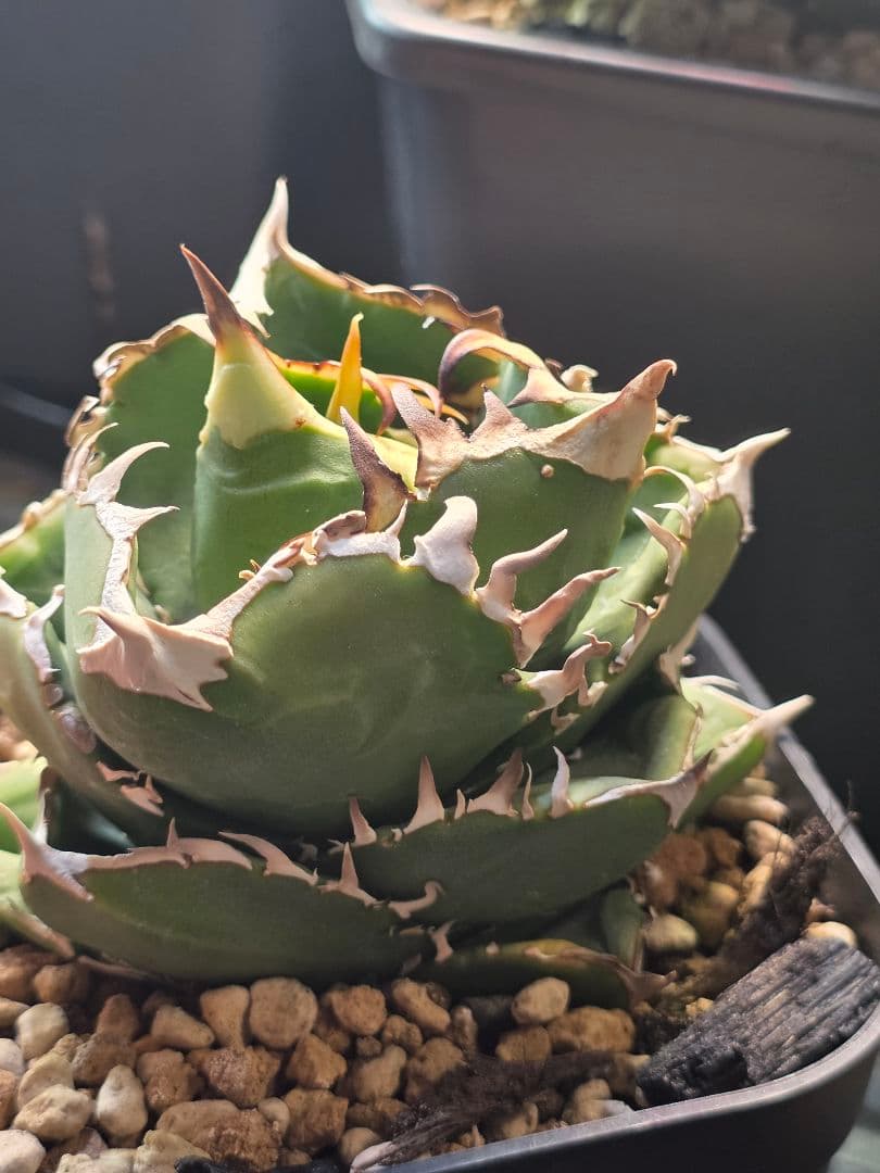 【子株販売】 アガベ コック agave titanota cok CG-01