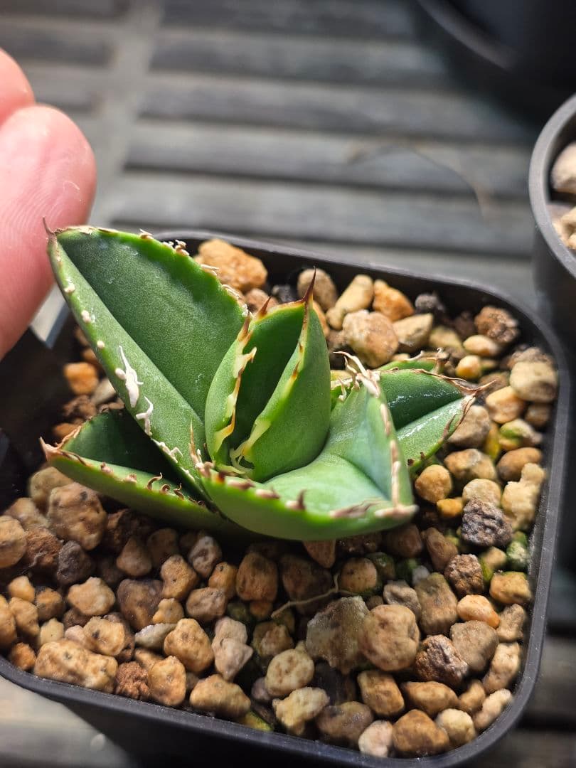 【子株販売】 アガベ コック agave titanota cok CG-01