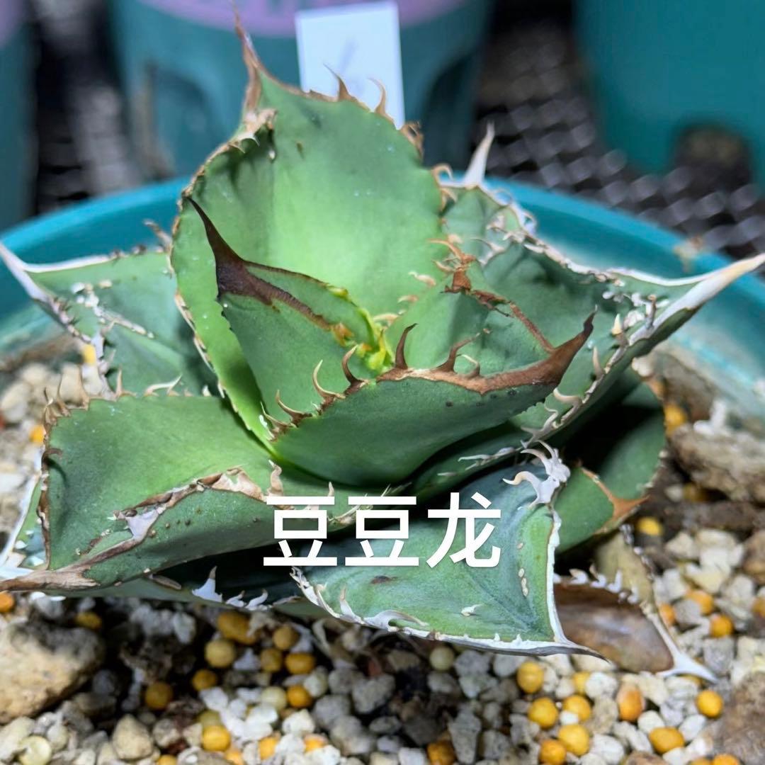 アガベ チタノタ 豆豆龍‼️成り株 - メルカリ