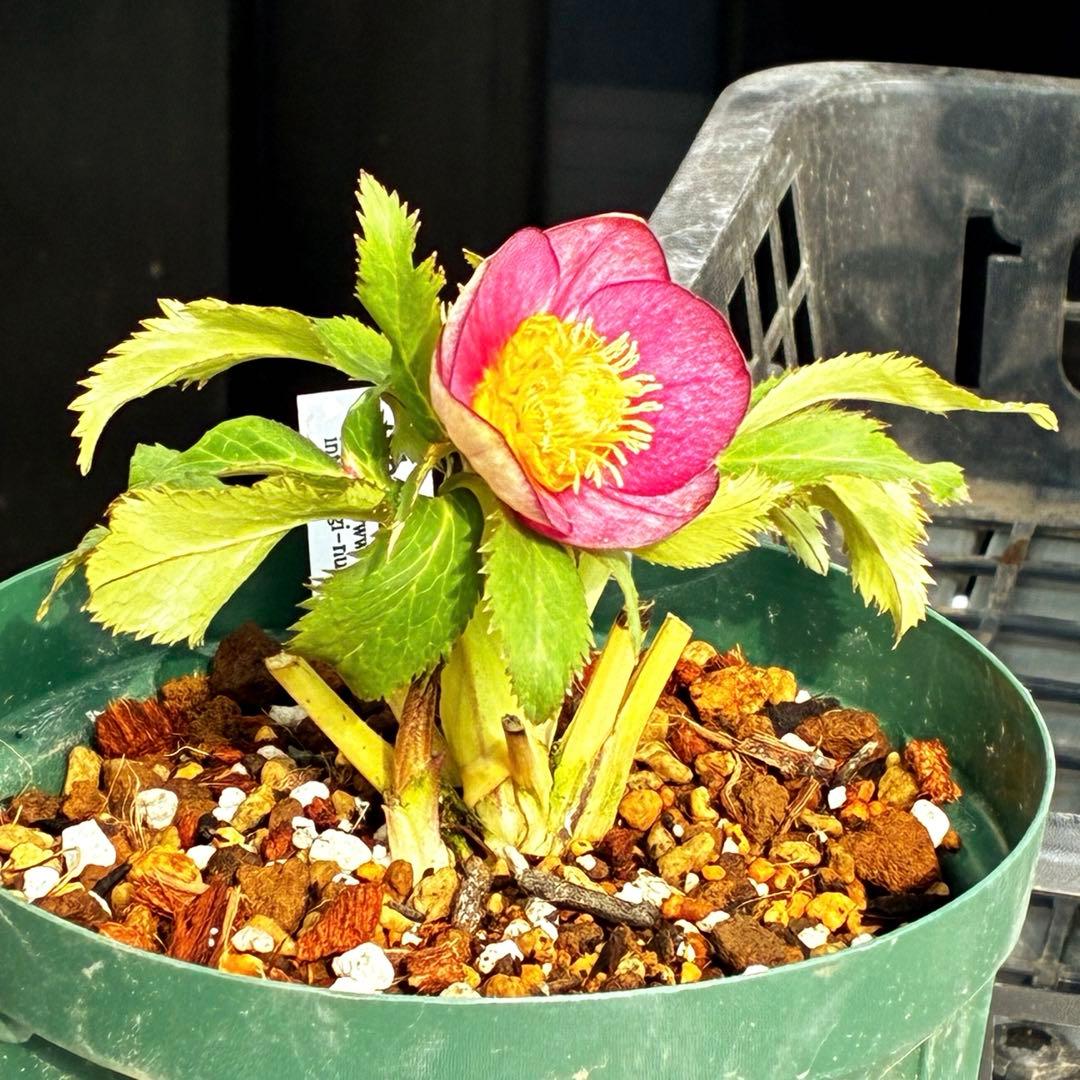 u*0様 541☘️蕾花タグ付☘️極上⭐️SD⭐️蜃気楼交配⭐️小輪⭐️紅赤/ゴ