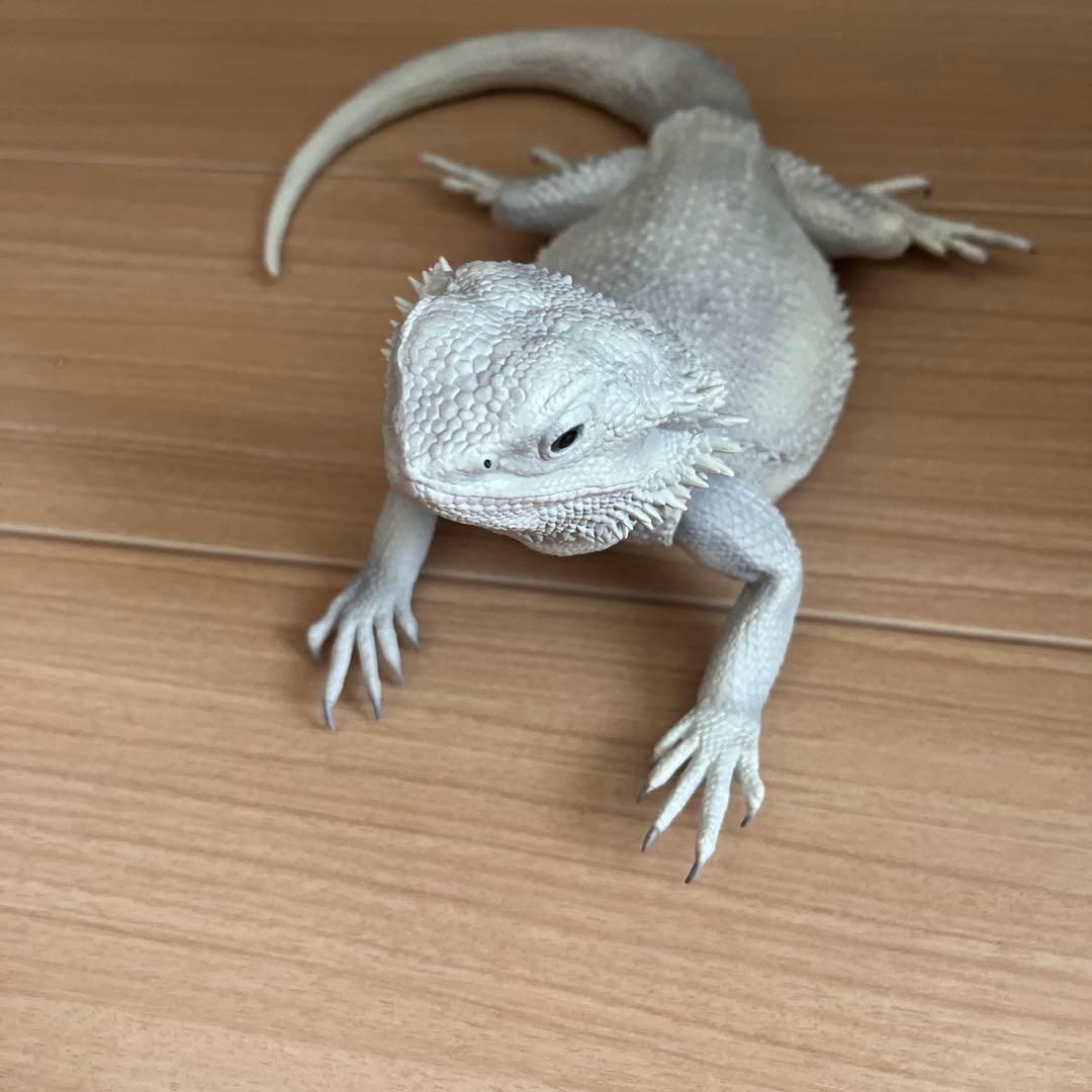 一番くじ 爬虫類 B賞 フトアゴヒゲトカゲ フィギュア ハイポゼロ