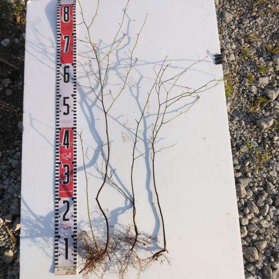 クロモジ 山採り直送 3本 - メルカリ