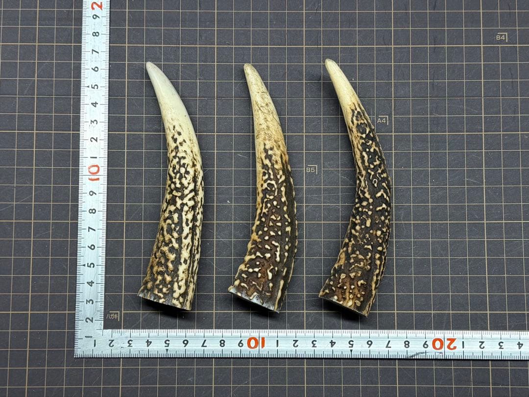 2026-013 先端角3本☆鹿の角☆蝦夷鹿☆日本鹿☆鹿角☆シカの角☆工作