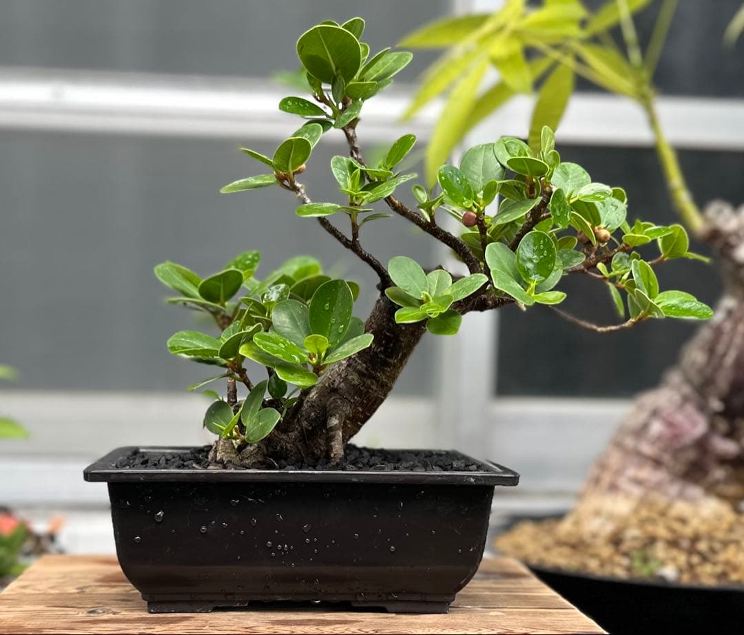 山*桃様 パンダガジュマル 盆栽 希少 盆栽