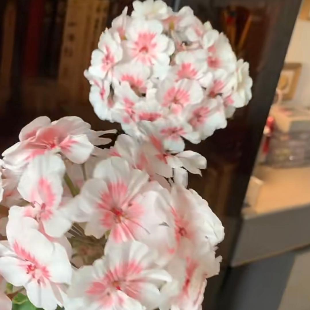 希少品種ゼラニウム 珍しいゼラニウム 海外品種ゼラニウム wl01 - メルカリ