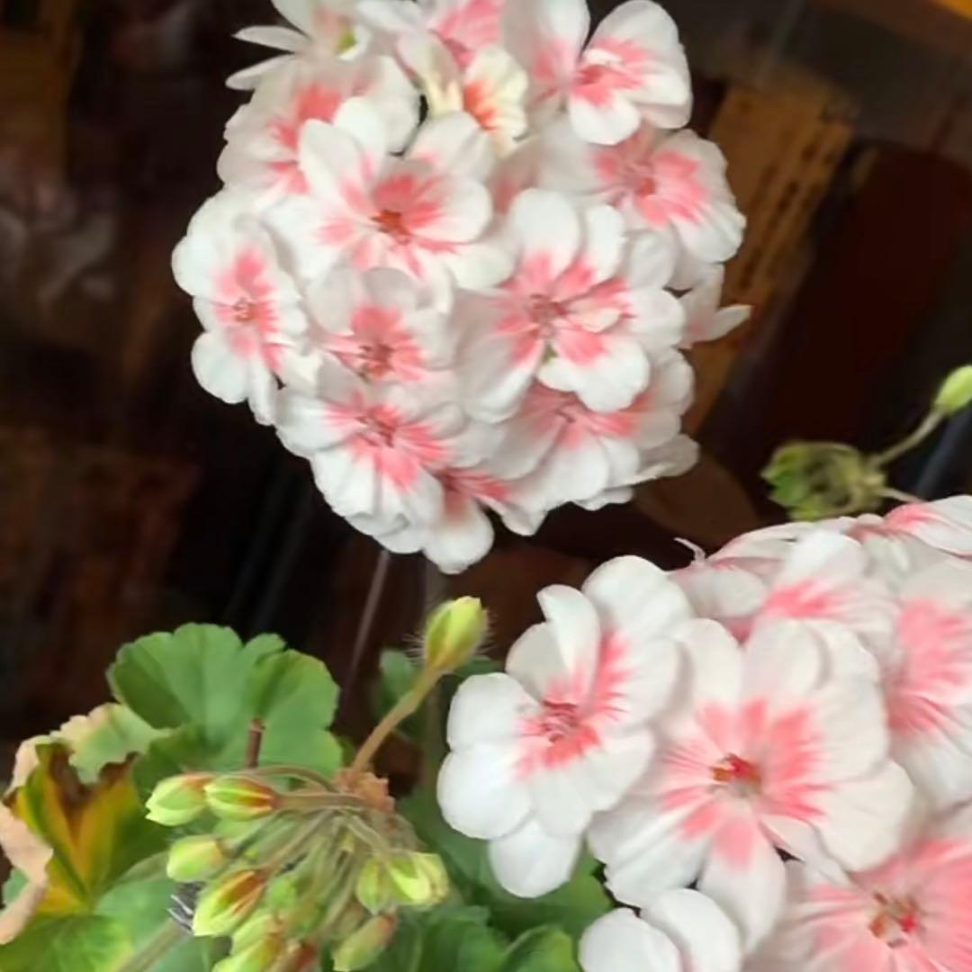 希少品種ゼラニウム 珍しいゼラニウム 海外品種ゼラニウム wl01 - メルカリ