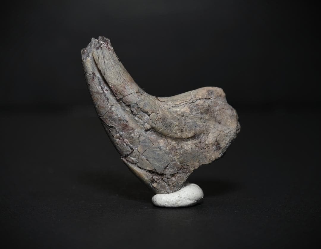 超希少・博物館級！デイノニクスの鉤爪と歯の化石　値段交渉可能 社史に残る1本！歴代トップクラス、いや、トップといって良い。極めて